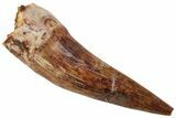 Fossil Phytosaur Tooth - New Mexico #219350-1